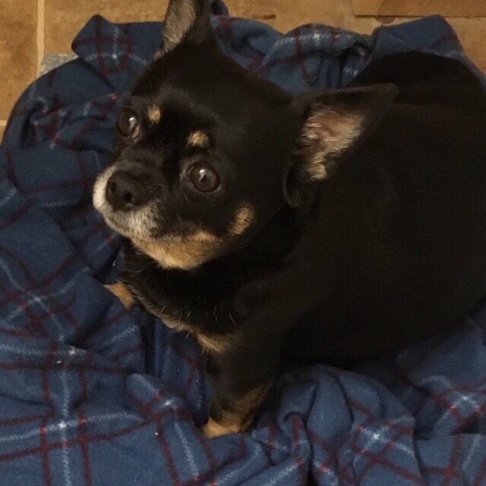 Meet your Posher, Connie